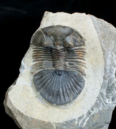 Platyscutellum Trilobite From Morocco #3965